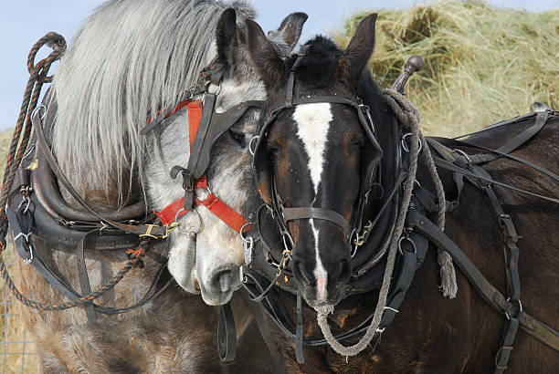 cavalo belga, alimentação de feno. - belgian horse - fotografias e filmes do acervo