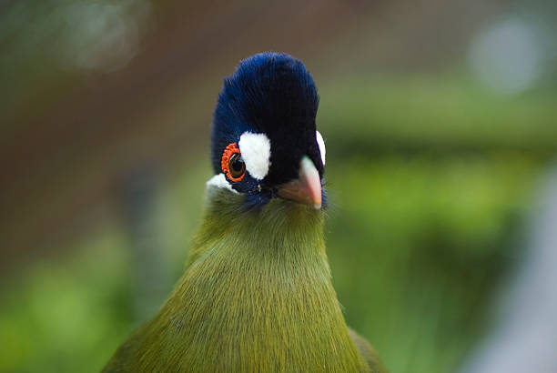 istock Purple crested loerie 147057522