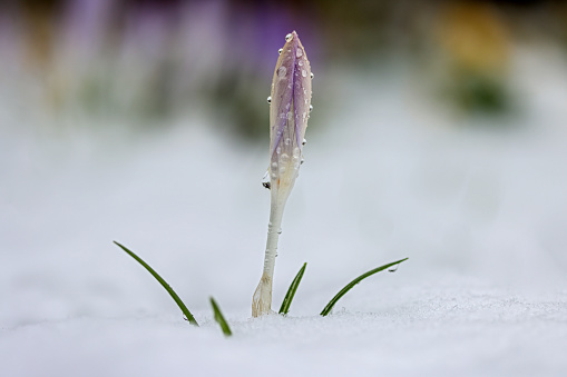 Crocus in the snow with dew drops
