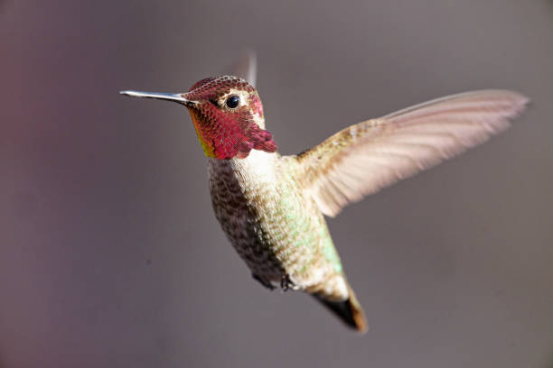 a hummingbird rests on a tree branch in central Arizona