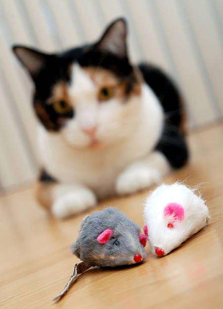 istock cat and her toys 147057594