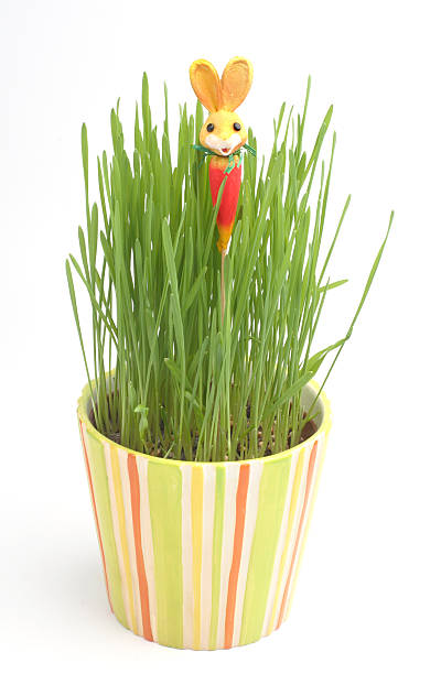 Easter rabbit in a grass stock photo