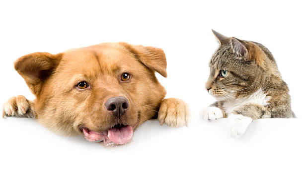 istock Cat and dog above white banner 147057697