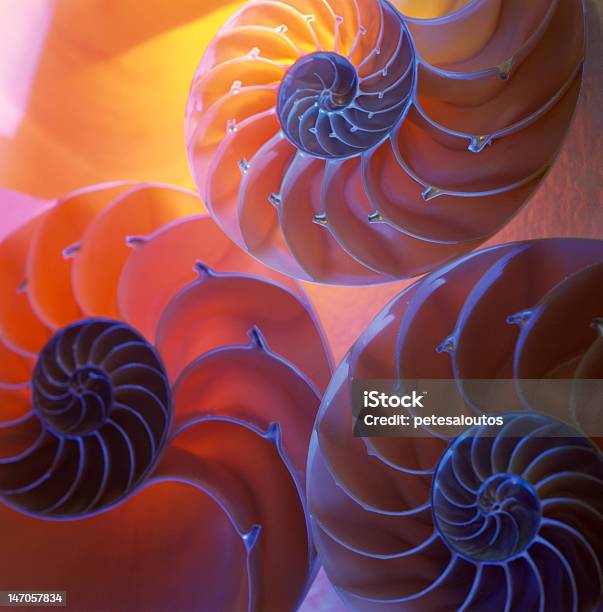 Nautilo Shell - Fotografie stock e altre immagini di Composizione verticale - Composizione verticale, Curvo, Forma