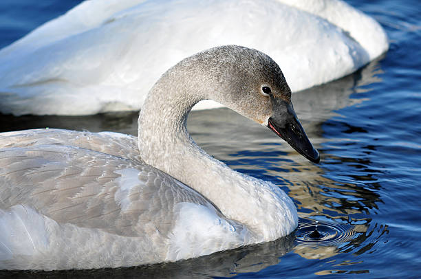 Swan stock photo