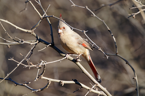 a male bird perches on a branch near Patagonia, Arizona