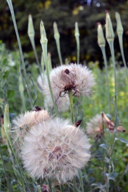 istock Tragopogon dubius grows in nature in summer 1470580077
