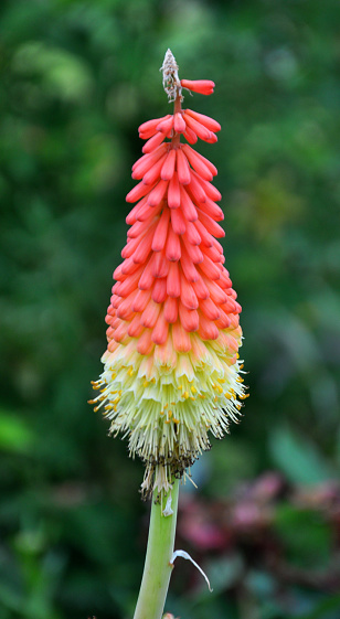 In summer, kniphofia uvaria blooms on a flowerbed in the garden