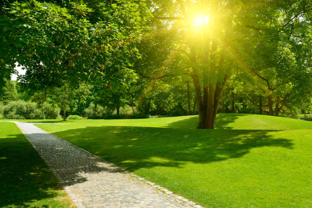 istock Bright morning sun illuminates park with meadow 1470581050