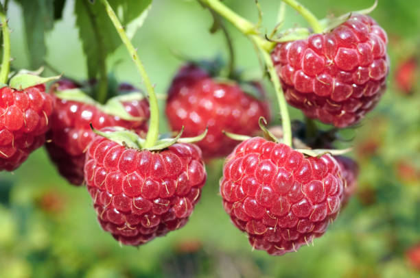 Raspberries Garden Plant Nature - Free photo on Pixabay