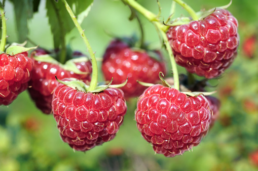 close-up of ripe raspberry branch  in the garden at sunny summer day