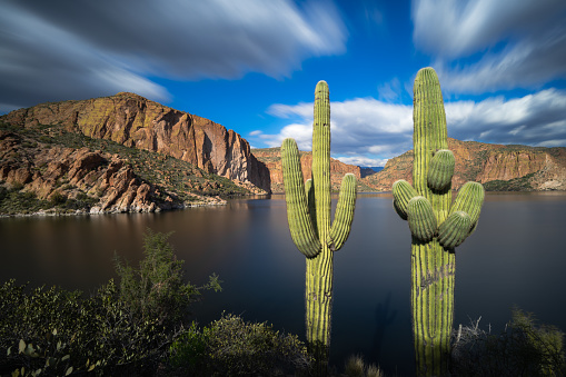 Two saguaro cacti punctuate a peaceful view of the calm water of Canyon Lake on The Apache Trail in Tonto National Forest in Arizona