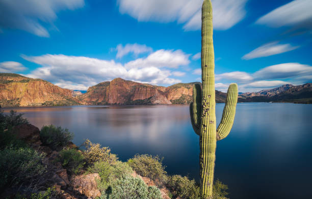 Saguaro cactus punctuates a stunning view of the calm water of Canyon Lake on The Apache Trail in Tonto National Forest in Arizona Saguaro cactus punctuates a stunning view of the calm water of Canyon Lake on The Apache Trail in Tonto National Forest in Arizona river salt stock pictures, royalty-free photos & images