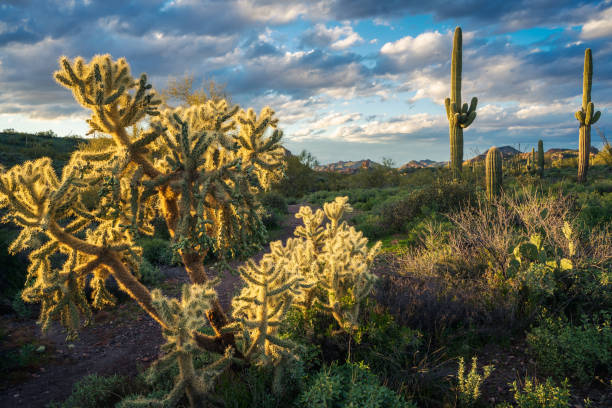 istock Sonoran Desert wilderness with cholla and saguaro cactus at sunset 1470581572