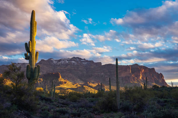 Beautiful sunset on The Superstition Mountains with illuminated saguaro cacti in foreground stock photo