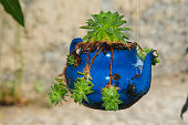 Ornamental plant grown in an old blue teapot