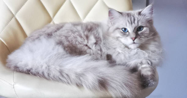 Ragdoll cat Ragdoll cat shot ragdoll cat stock pictures, royalty-free photos & images
