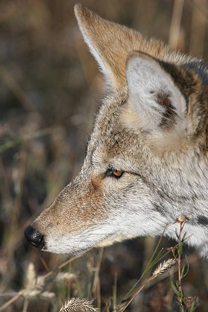 Coyote Profile stock photo