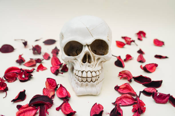 istock Skull with red potpourri on beige background. Minimal concept image. 1470583877
