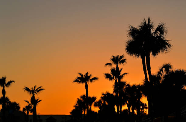 istock Silhouette of palm trees against an orange sunset sky 1470584500