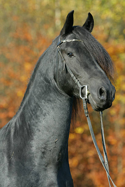 istock Excellent Friesian Stallion 147058452