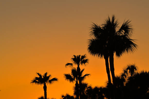 istock Silhouette of palm trees against an orange sunset sky 1470584573