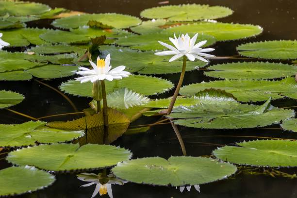istock White Egyptian lotus, Nymphaea lotus 1470584779