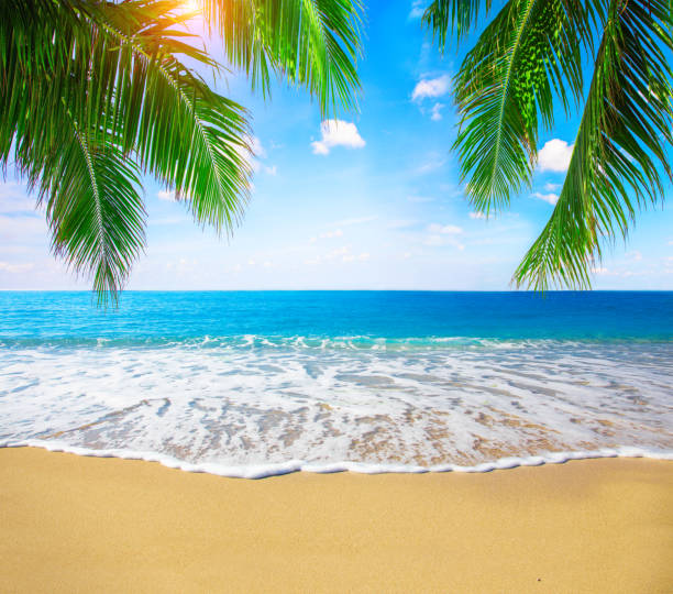istock tropical beach with coconut palm 1470585293