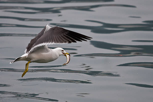 Seagull Bird Catch Fish stock photo