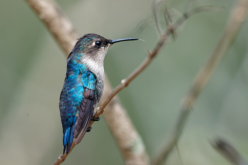 a hummingbird survives in the forests of Cuba