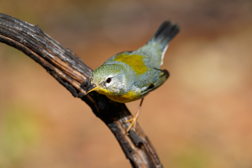 Photograph of a male Yellow-bellied Flycatcher (Empidonax flaviventris) perched on a tiny tree branch in spring.  Photographed in southern Manitoba.