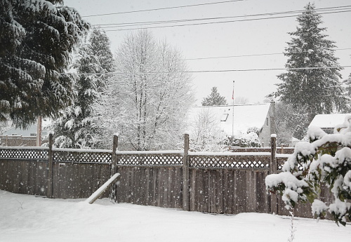 Snow accumulates on a tree-lined residential neighbourhood in Metro Vancouver. Winter morning in late February.