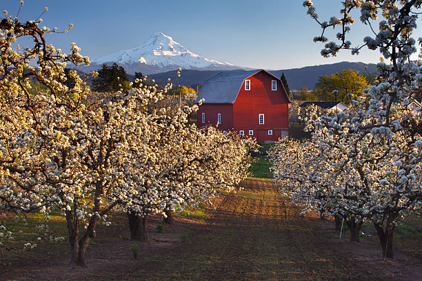 View of barn and mount hood from apple orchard View of barn and mount hood from apple orchard oregon barn farm mt hood stock pictures, royalty-free photos & images