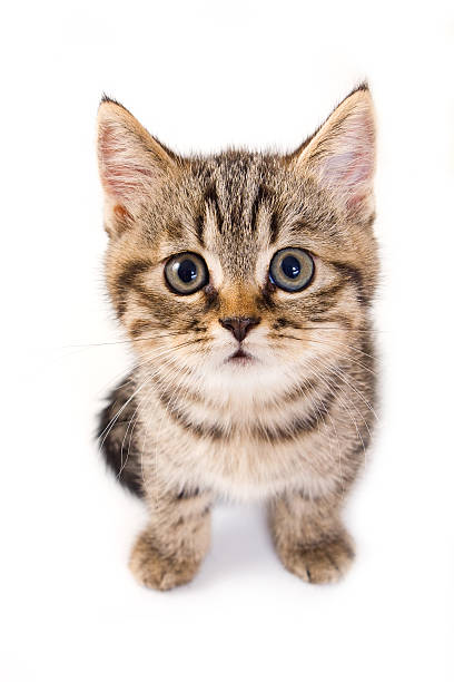 Close up of tabby kitten on white background stock photo