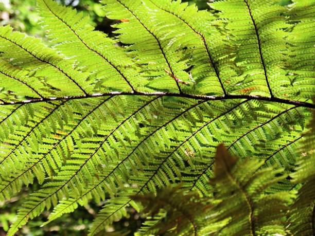 istock Close up on fern leaves 1470587291