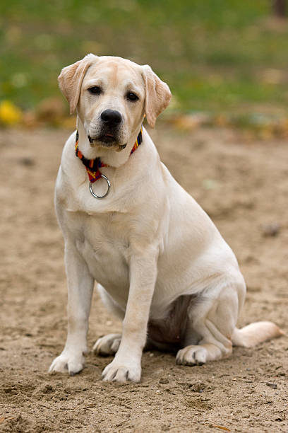 istock Labrador retriever puppy in outdoor settings 147058731