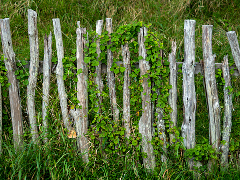 Wood fence close up view