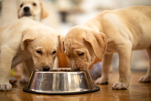 Cute Labrador baby dogs eating from their bowl. Puppies are beautiful and bright.