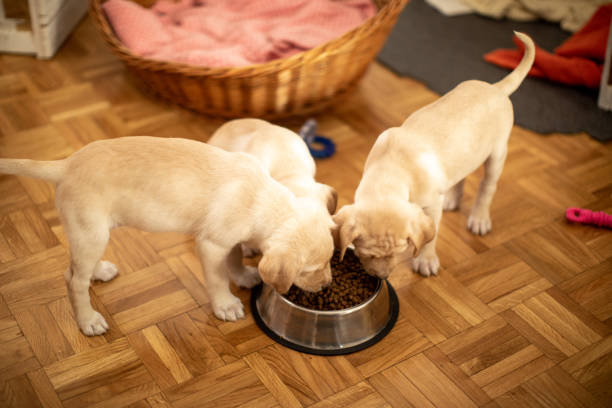 istock Cute puppies eating from their bowls 1470587736