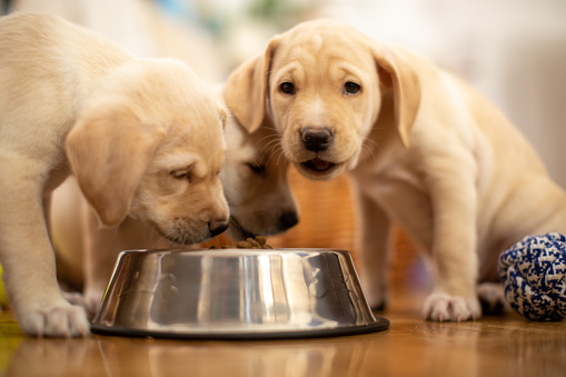 Cute Labrador baby dogs eating from their bowl. Puppies are beautiful and bright.