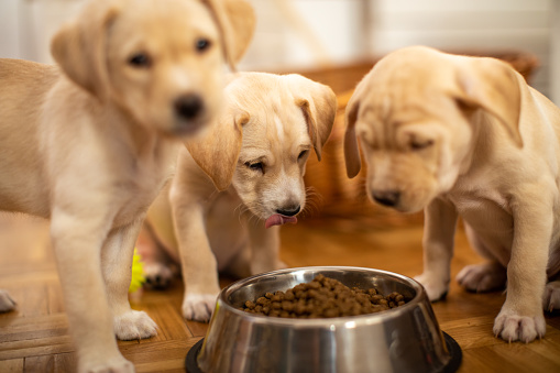Cute Labrador baby dogs eating from their bowl. Puppies are beautiful and bright.