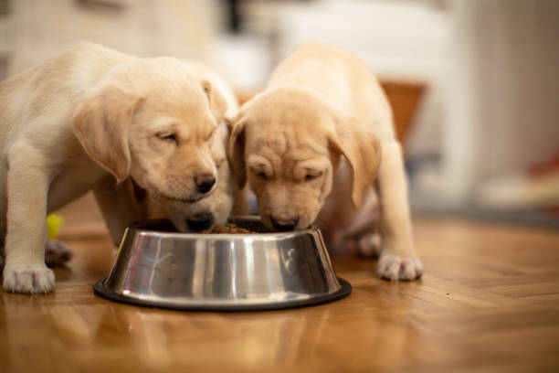 istock Cute puppies eating from their bowls 1470587755