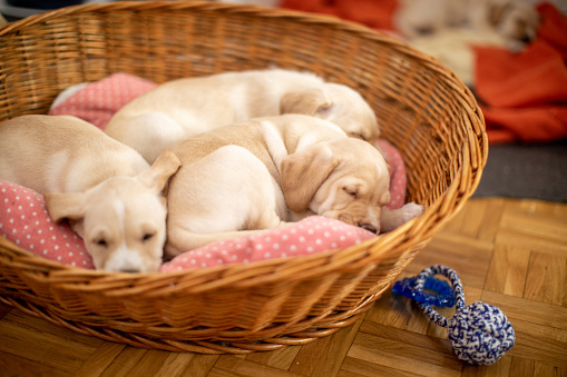 Cute Labrador baby dogs sleeping in their bed in basket. Puppies are beautiful and yellow-white.