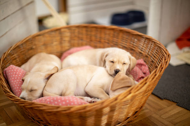 Cute Labrador baby dogs sleeping in their bed in basket. Puppies are beautiful and yellow-white.