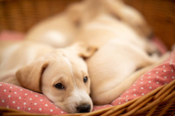 Cute Labrador baby dogs sleeping in their bed in basket. One of them is looking at camera. Puppies are beautiful and yellow-white.