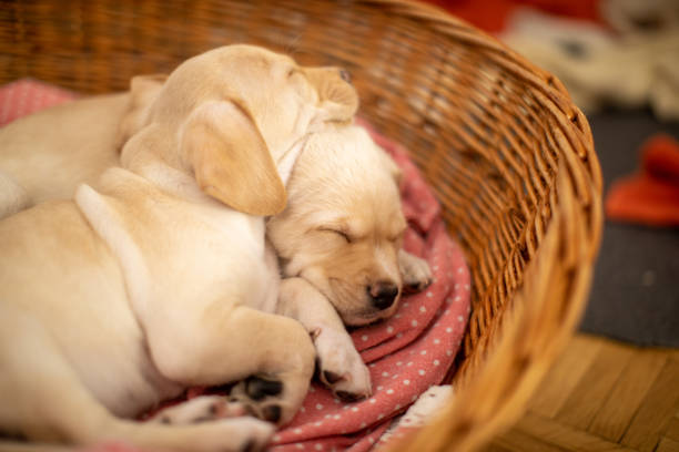 istock Cute puppies sleeping in their bed 1470587783