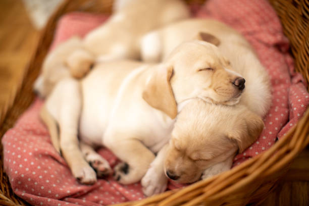 istock Cute puppies sleeping in their bed 1470587789