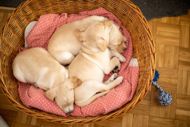 istock Cute puppies sleeping in their bed 1470587804