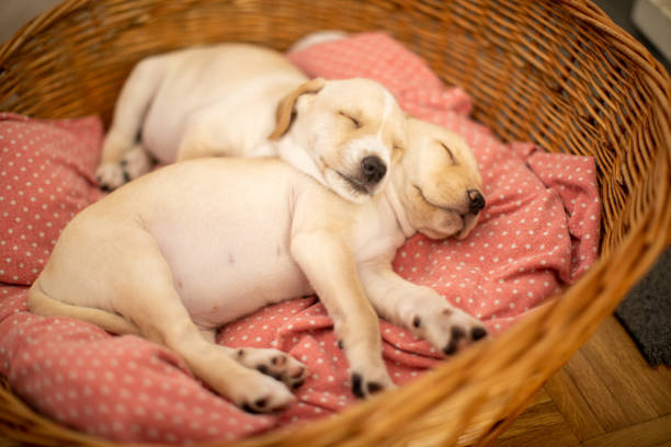 Cute Labrador baby dogs sleeping in their bed in basket. Puppies are beautiful and yellow-white.
