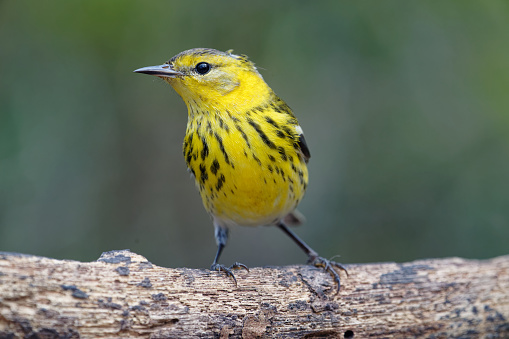a Warbler spends it's winter in the forests of Cuba